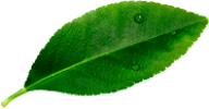 leave__0001_Layer-3.png